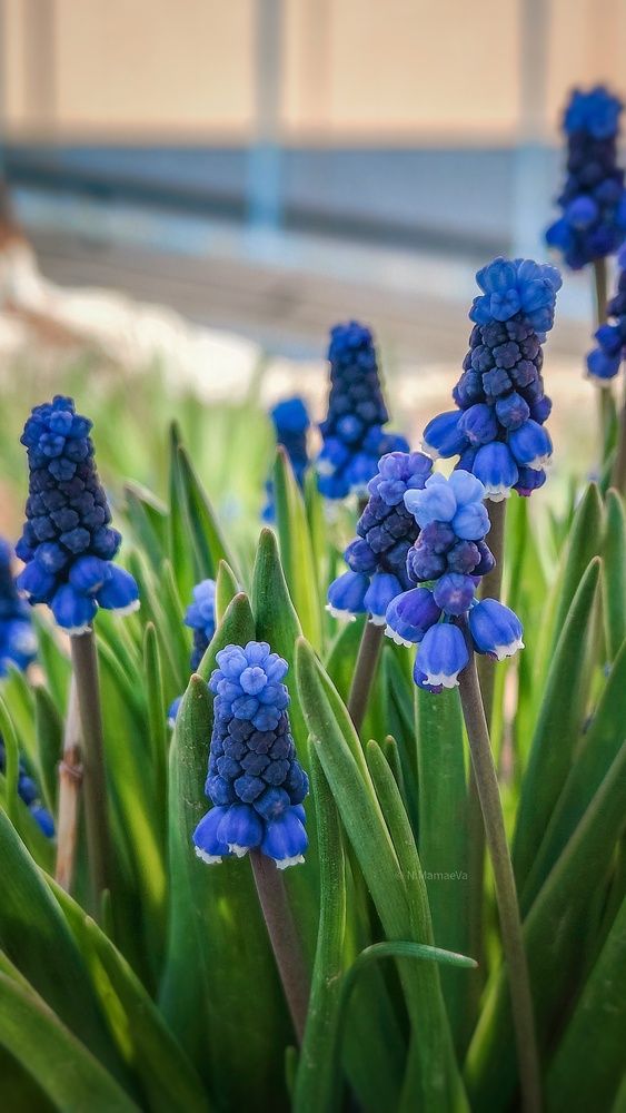 Фотография автора Анастасия Мамаева