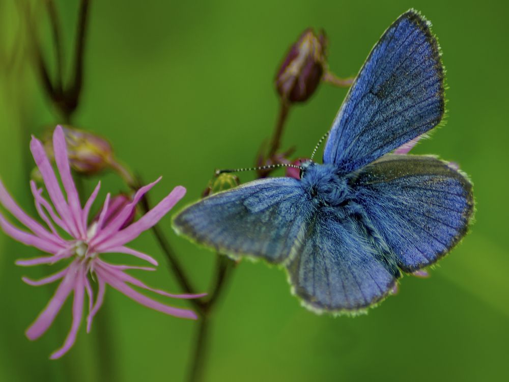 Photograph by Ольга Заповедная