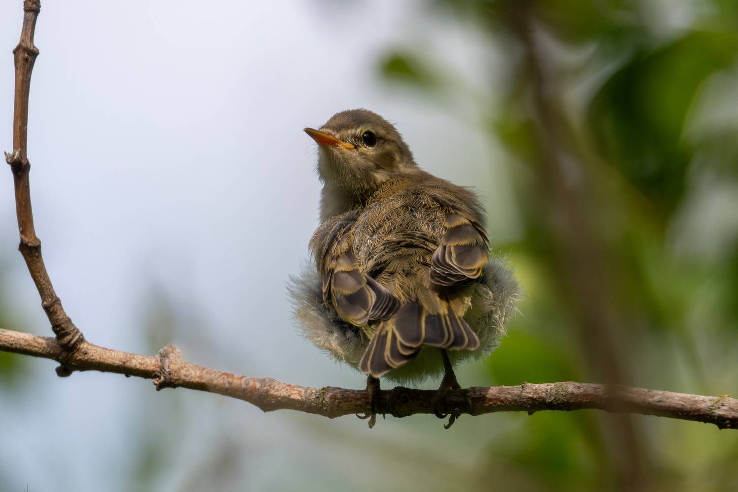 Птенчик закучерявился