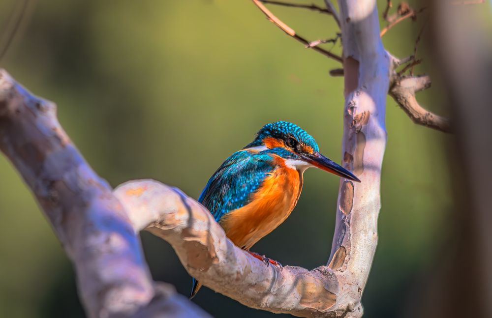 Photograph by Mahdi Reihani Bozorg