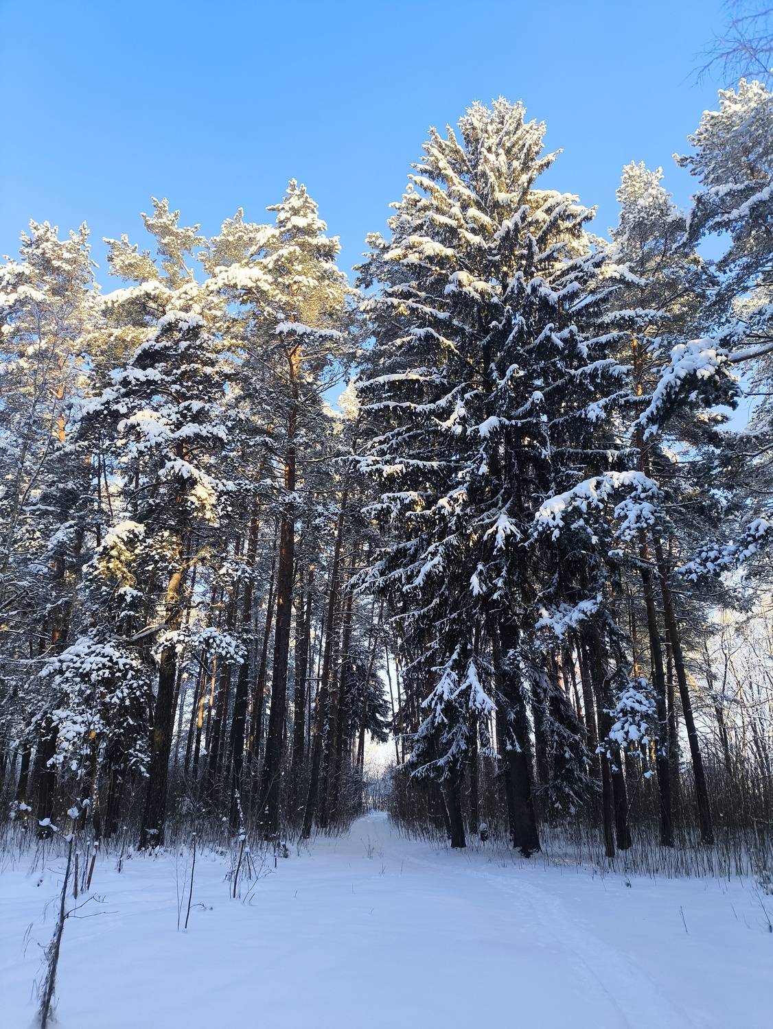 Photo #13185791