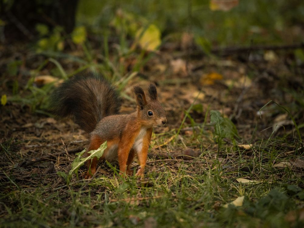 Photograph by Бравичева Анастасия