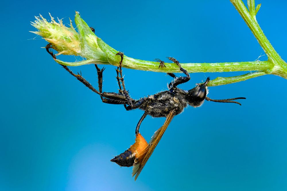 Фотография автора Васильев Роман