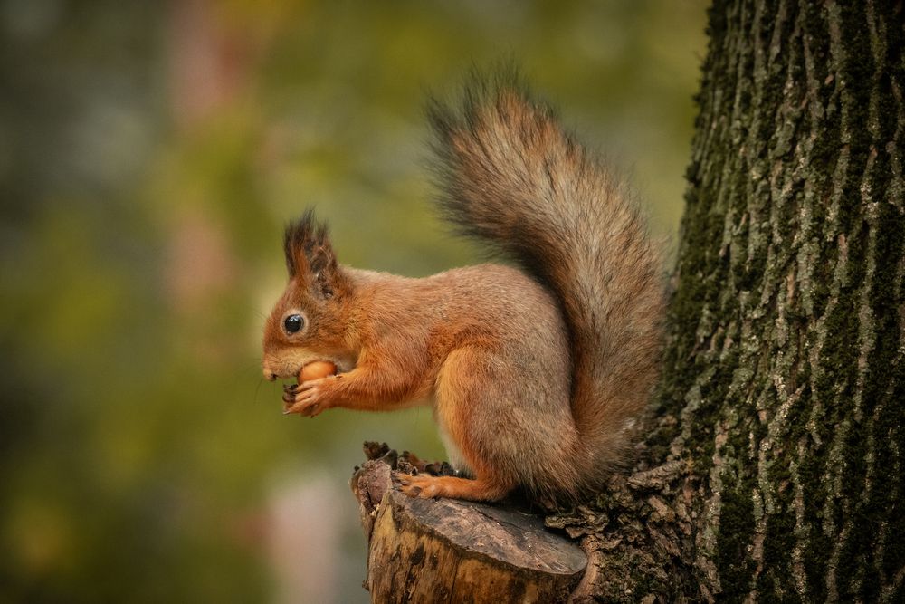 Photograph by Бравичева Анастасия