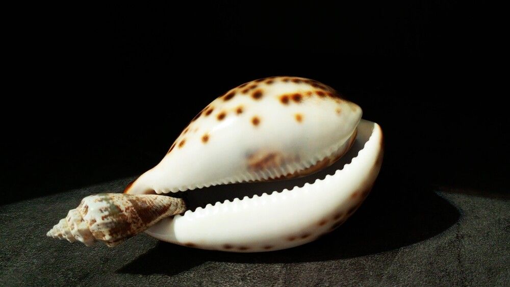 Photograph by Алена Марченко