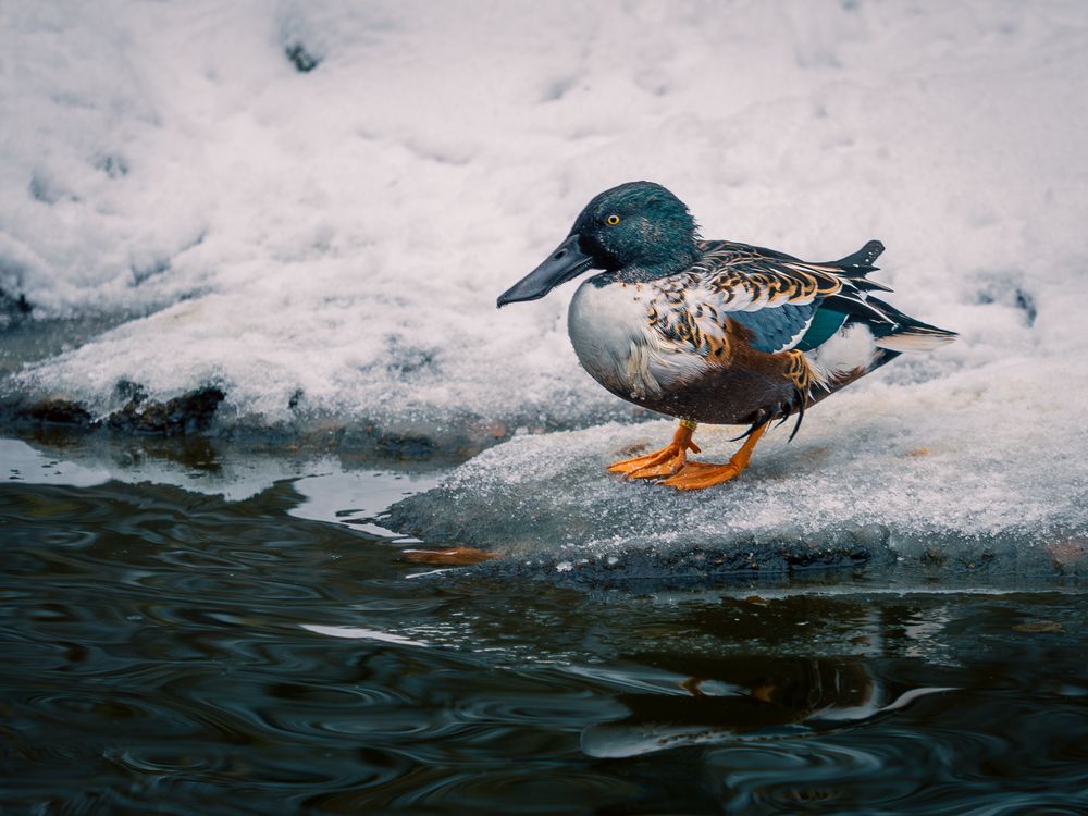 Photograph by Gergely Janovszky