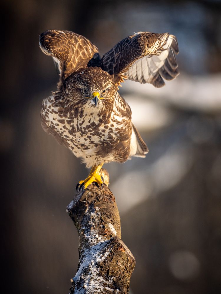 Photograph by Gergely Janovszky