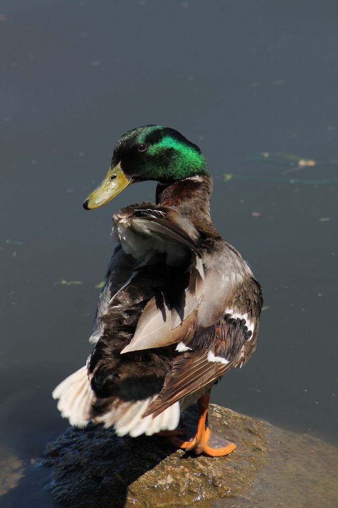 Фотография автора Кристина Альшанская