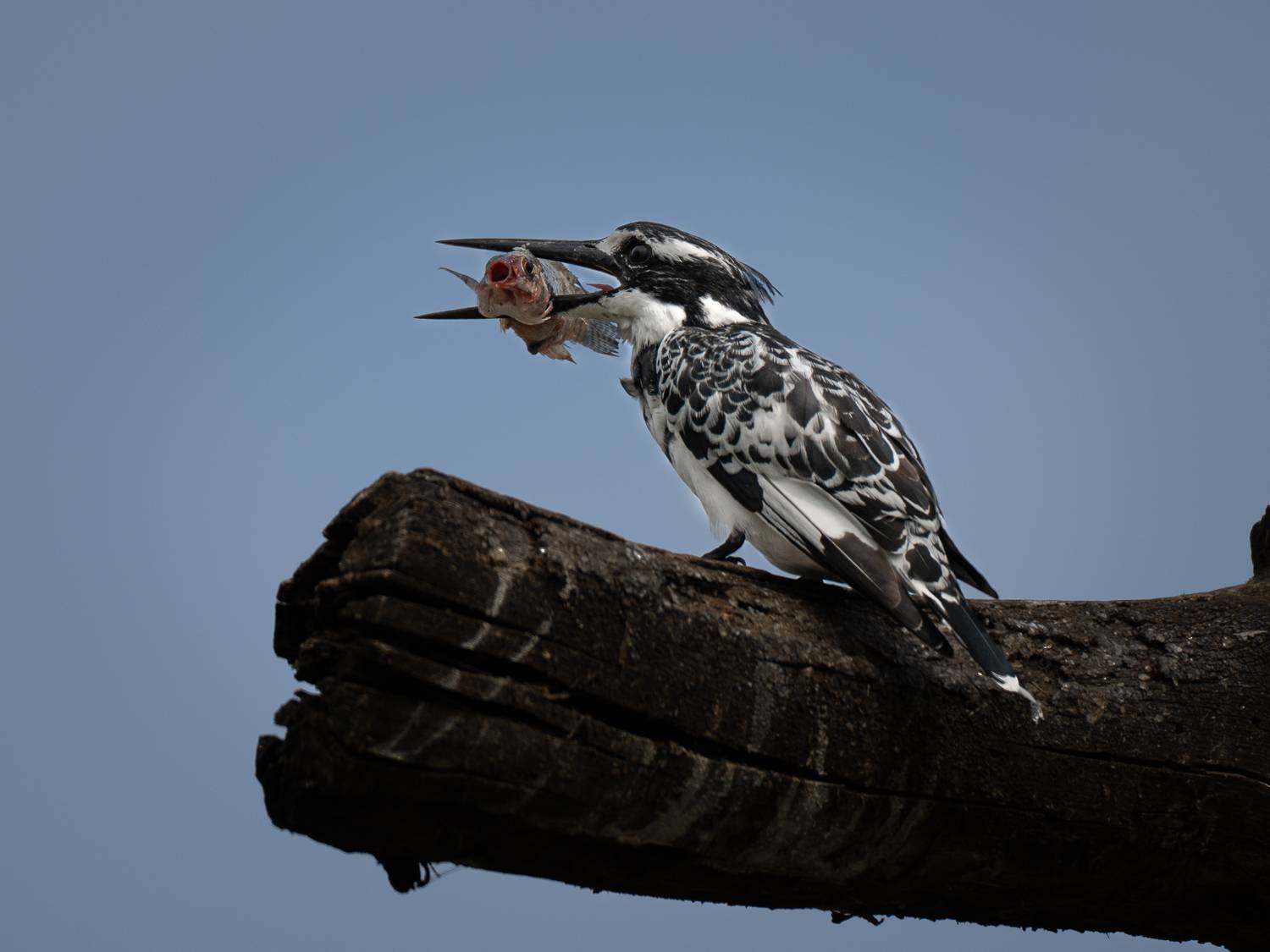 Фотография #13185939