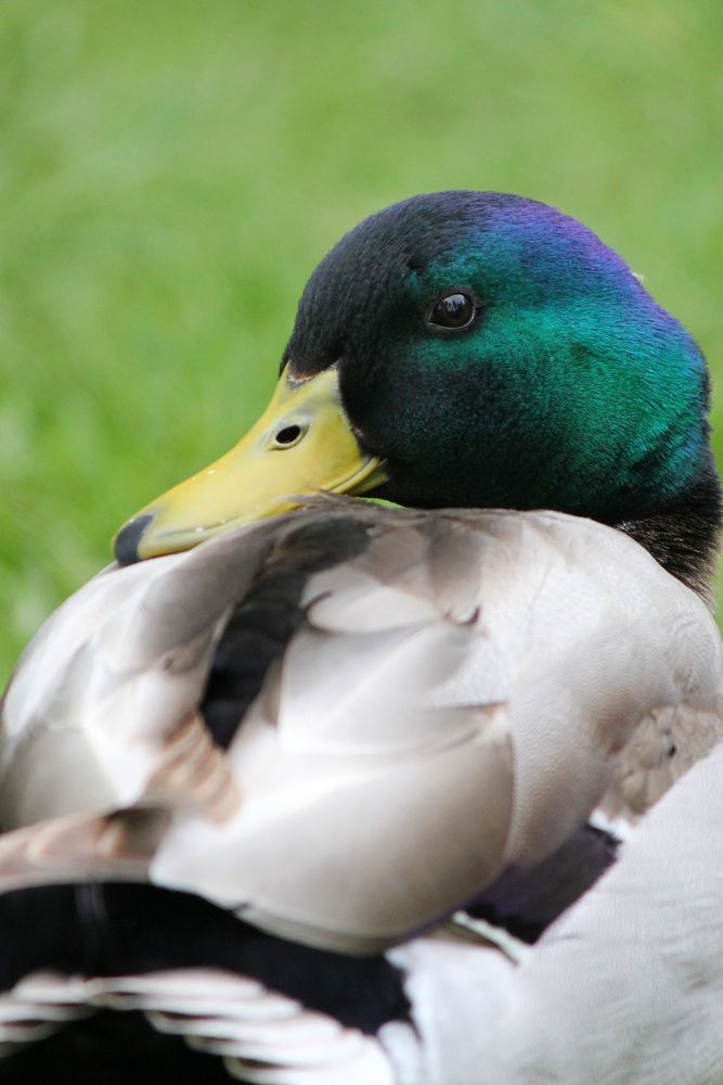 Фотография автора Татьяна Сычёва