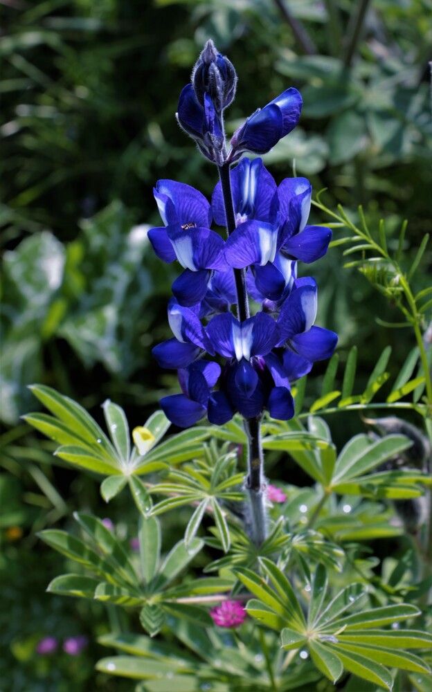 Photograph by Людмила Бутова