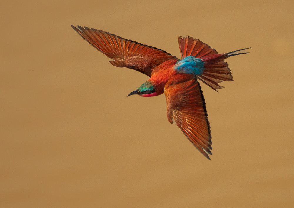 Photograph by Turgay Uzer