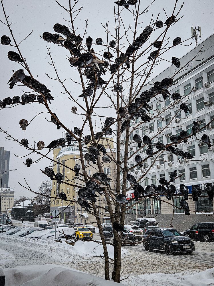 Photograph by Дмитрий Плотников