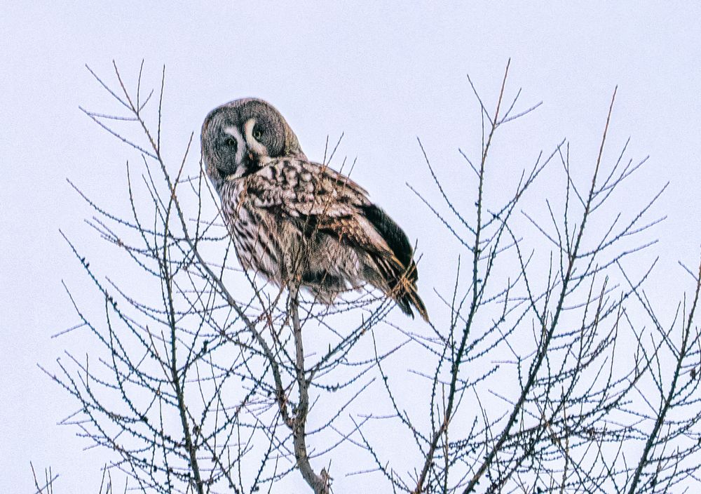 Photograph by Саргылана Прокопьева