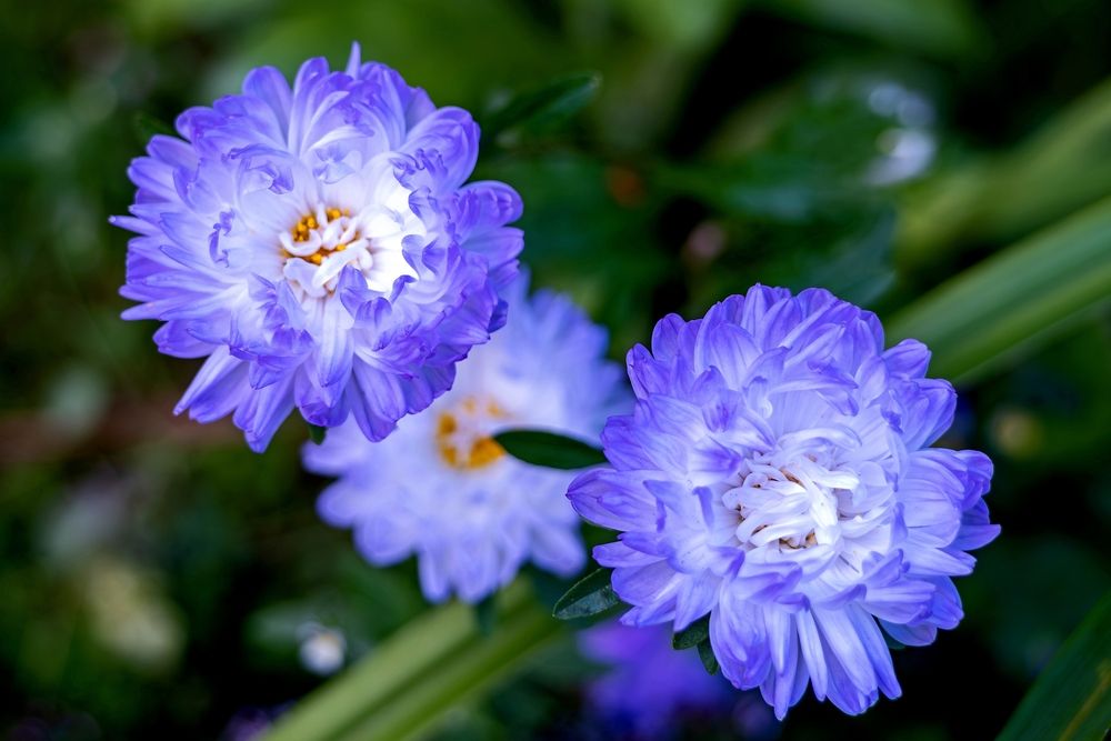 Photograph by Михаил Косолапов