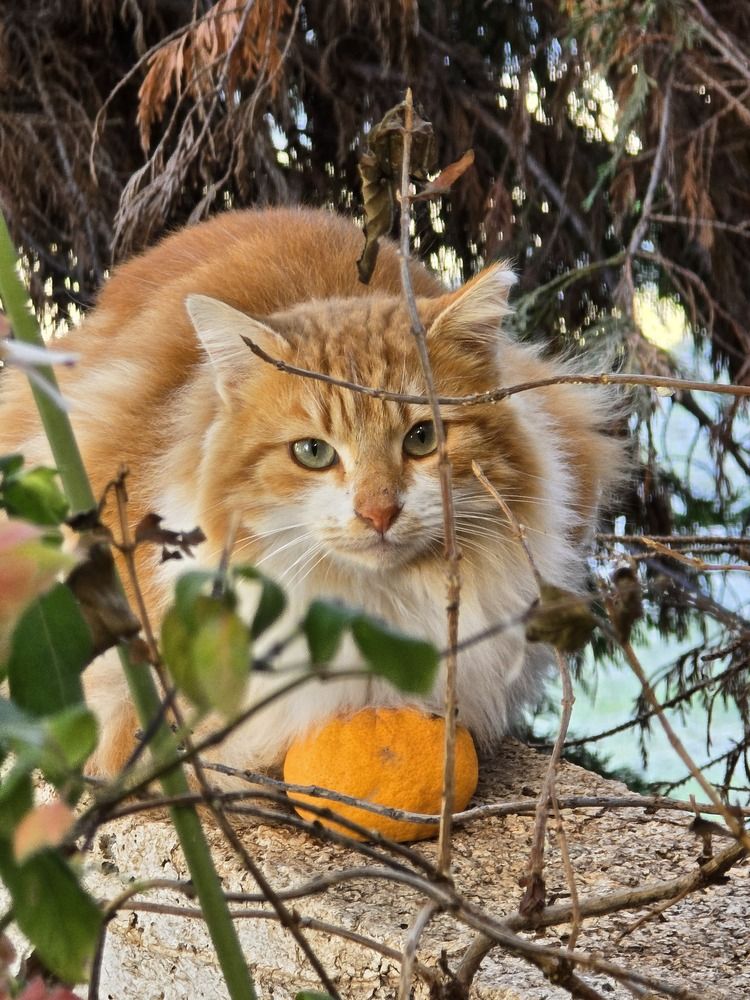 Photograph by Thodoris Kokkalis