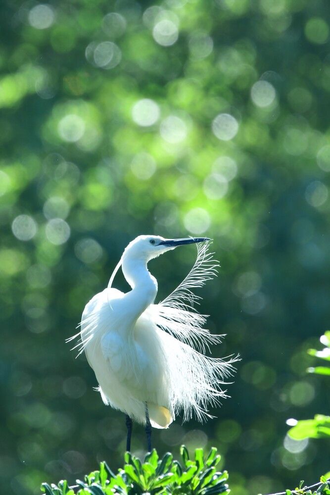 The Feather Dancer