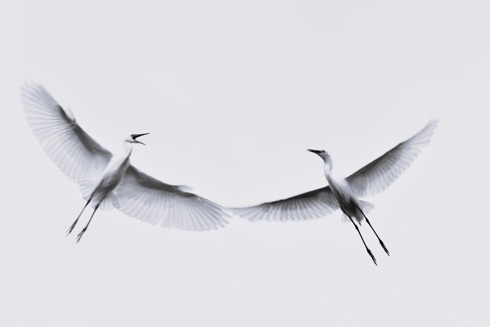 Pas de Deux