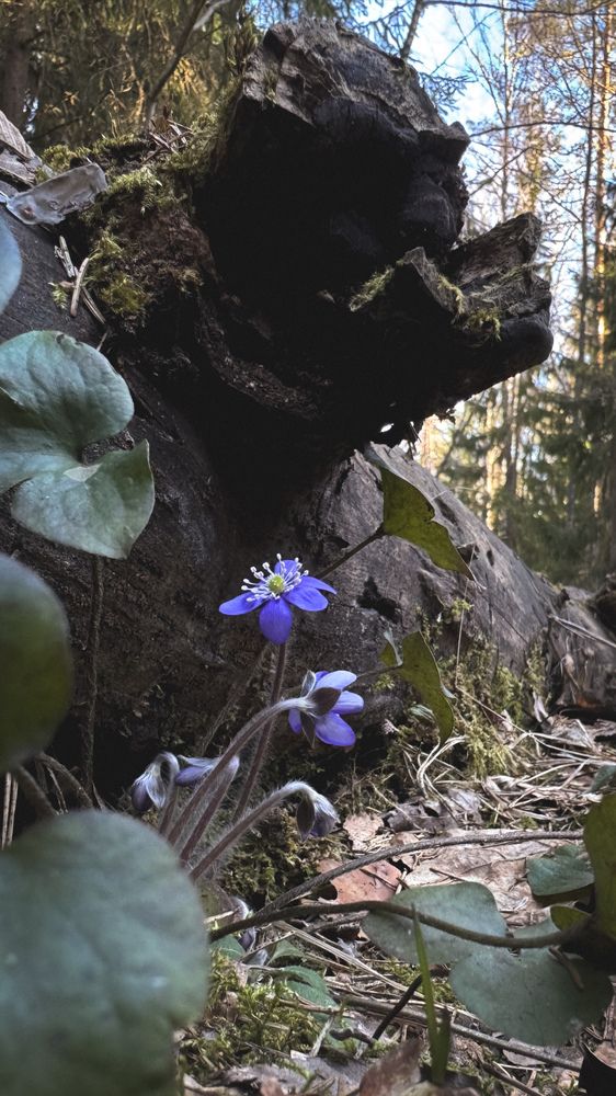 Photograph by Ирина Антипова