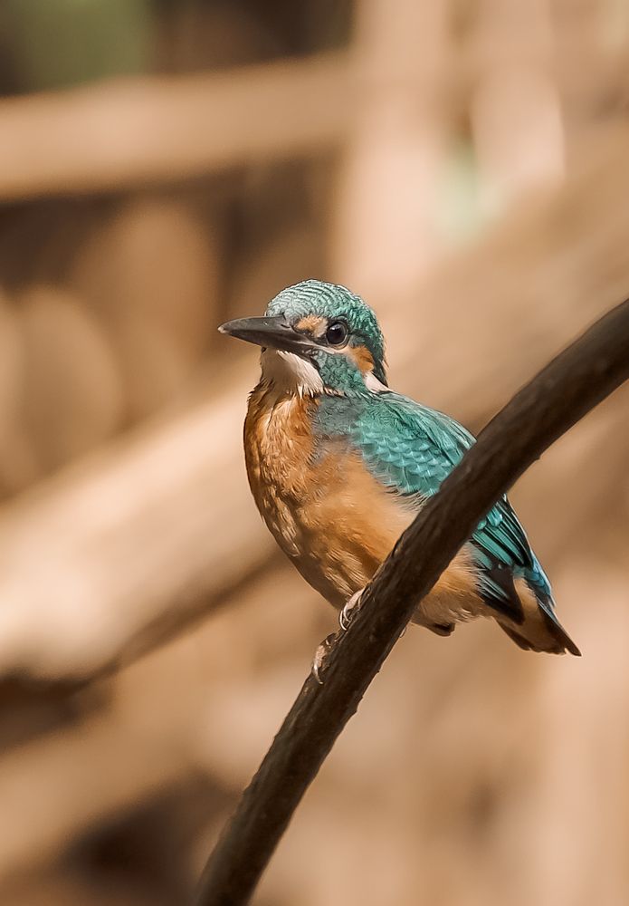 Photograph by Марина Суздаль