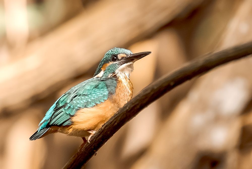 Photograph by Марина Суздаль