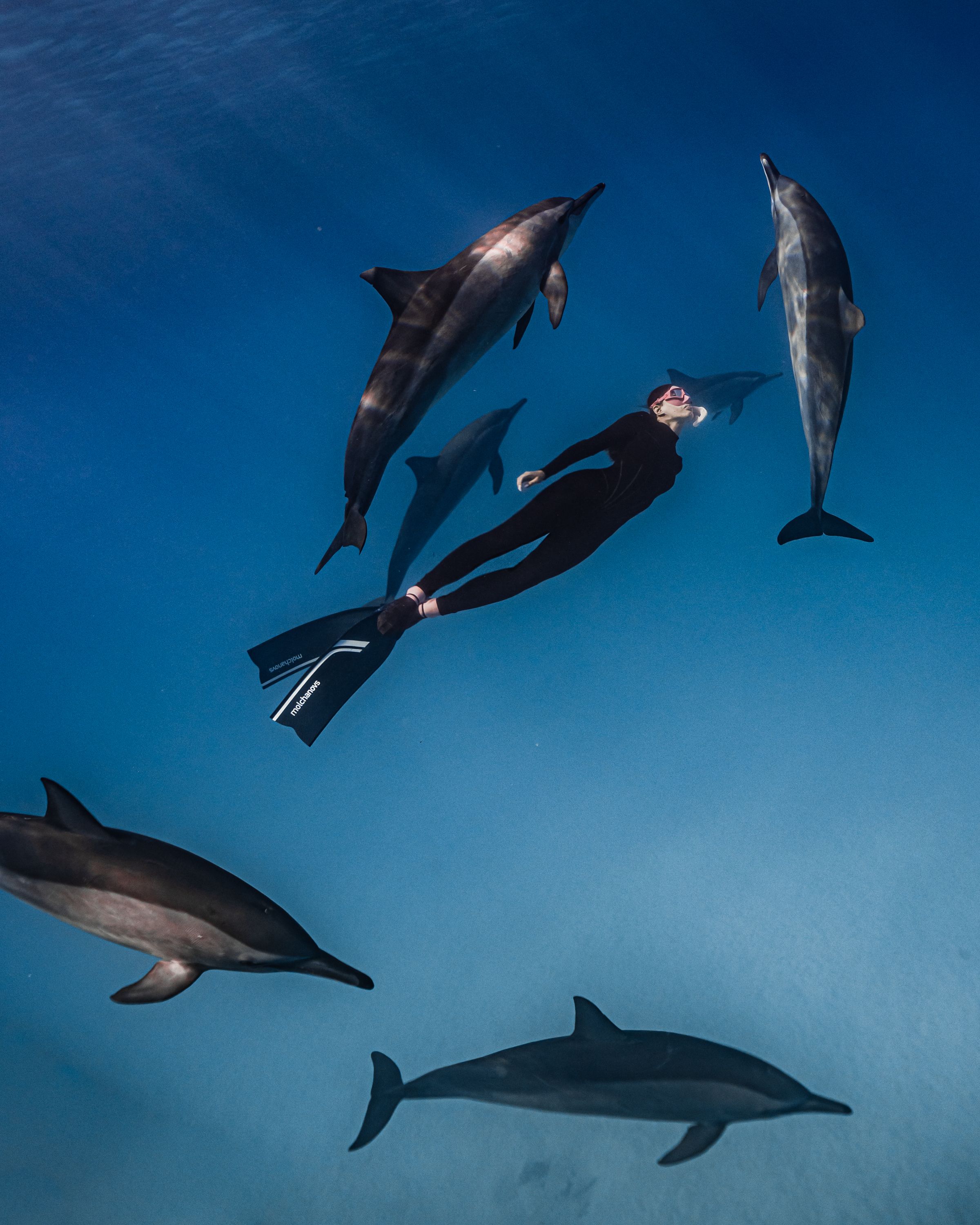 Dance with the Dolphins