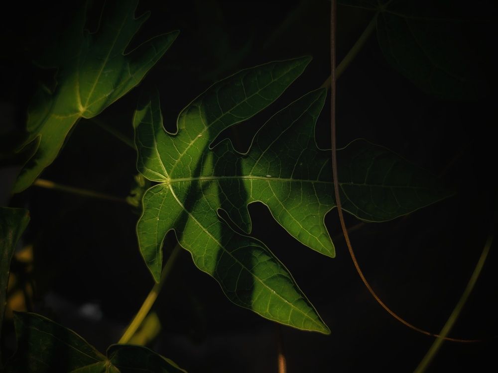 Photograph by Puru Raj