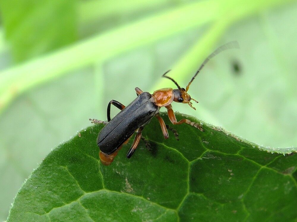 Мягкотелка красноногая (жук-пожарник)