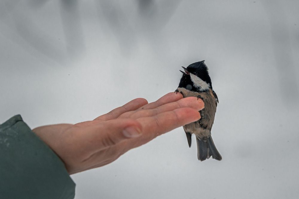 Photograph by Щепанов Дмитрий