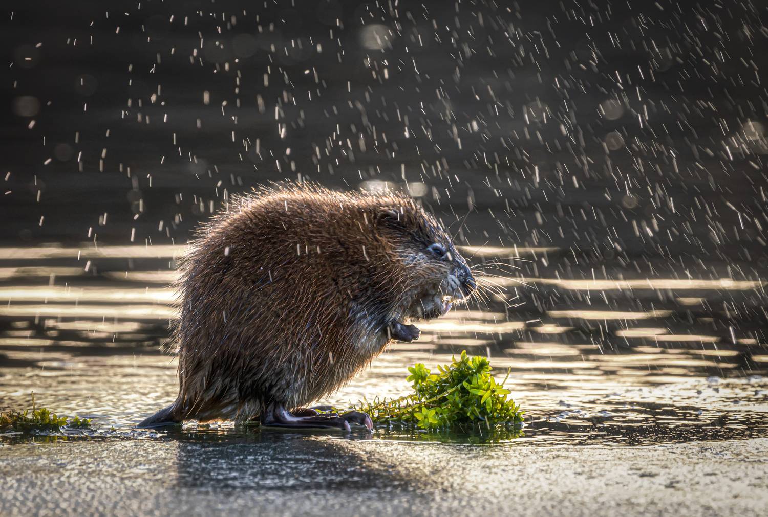 Завтрак в лучах апреля