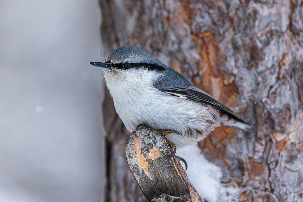 Photograph by Щепанов Дмитрий