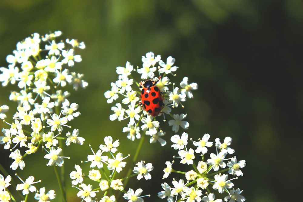 Photograph by Полина Овчинникова