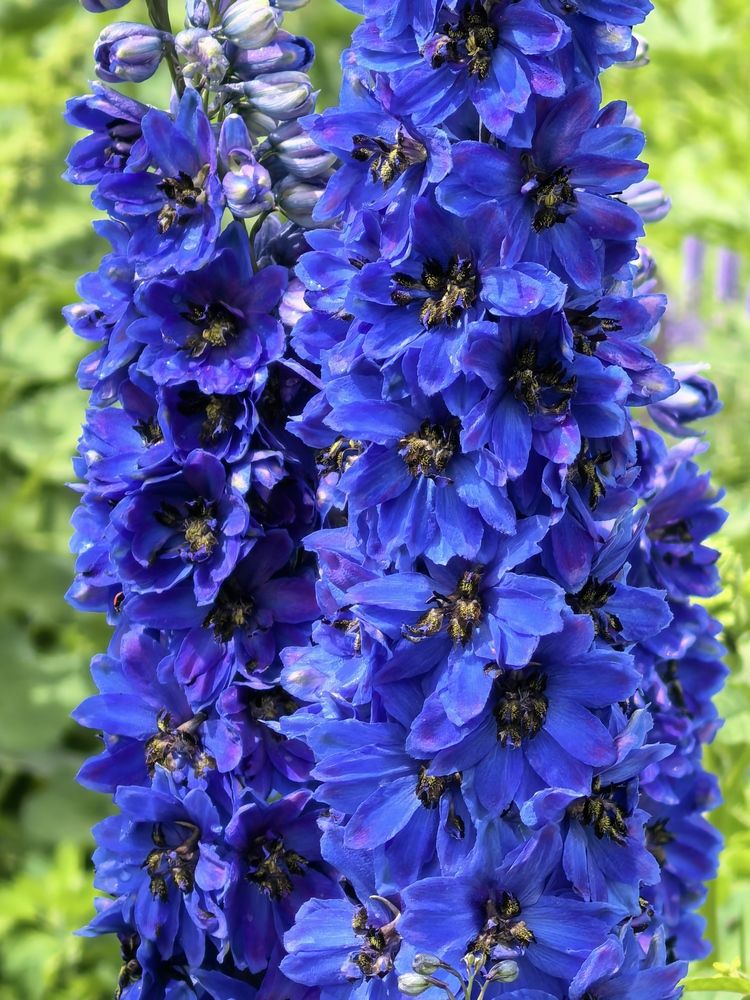 Фотография автора Елена Охапкина