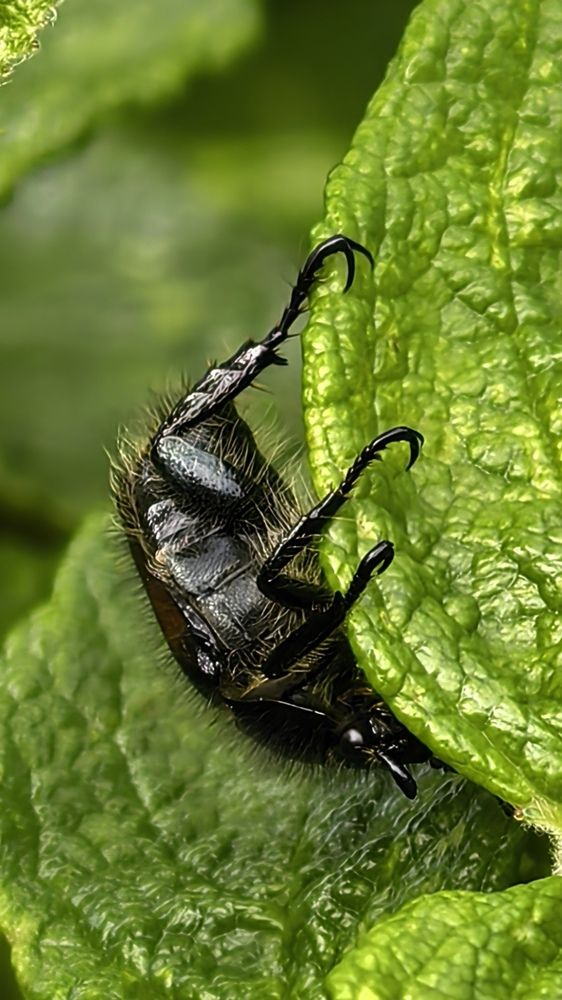 Фотография автора Елена Охапкина
