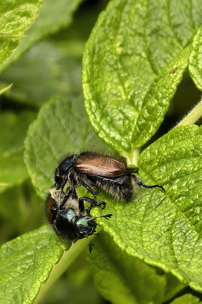 Фотография автора Елена Охапкина