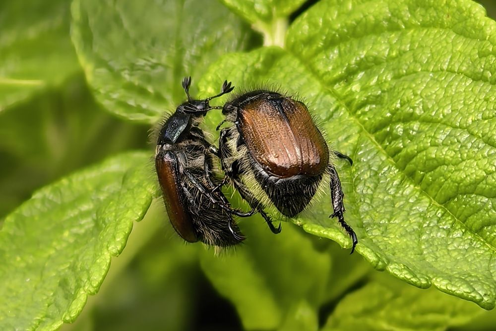 Фотография автора Елена Охапкина