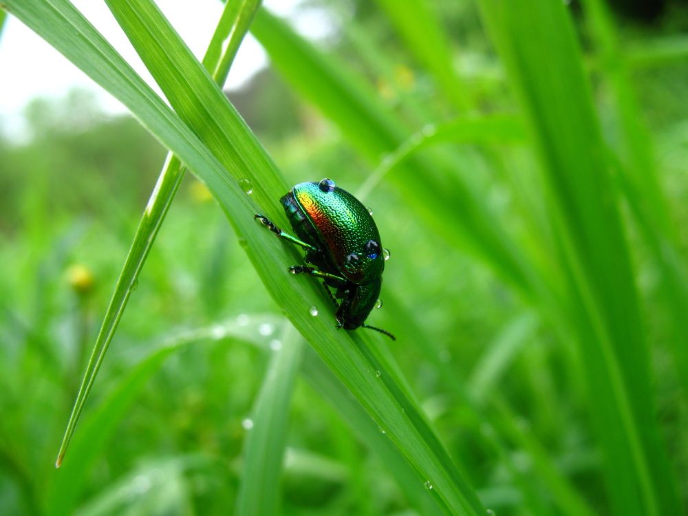 Изумрудный