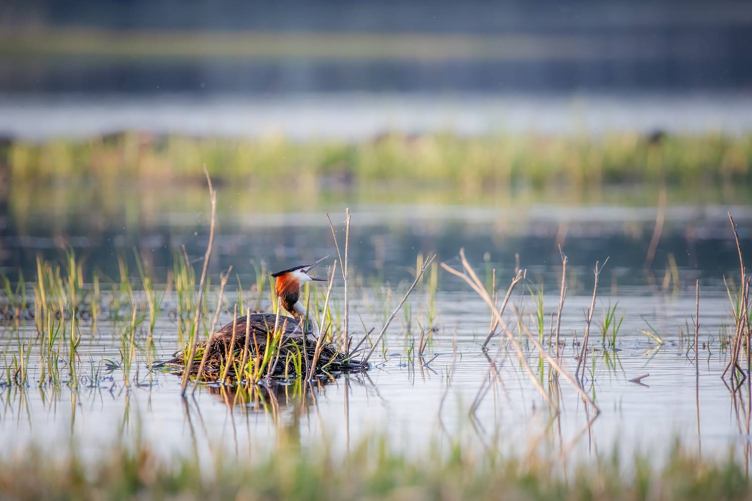 Фотография #13186952