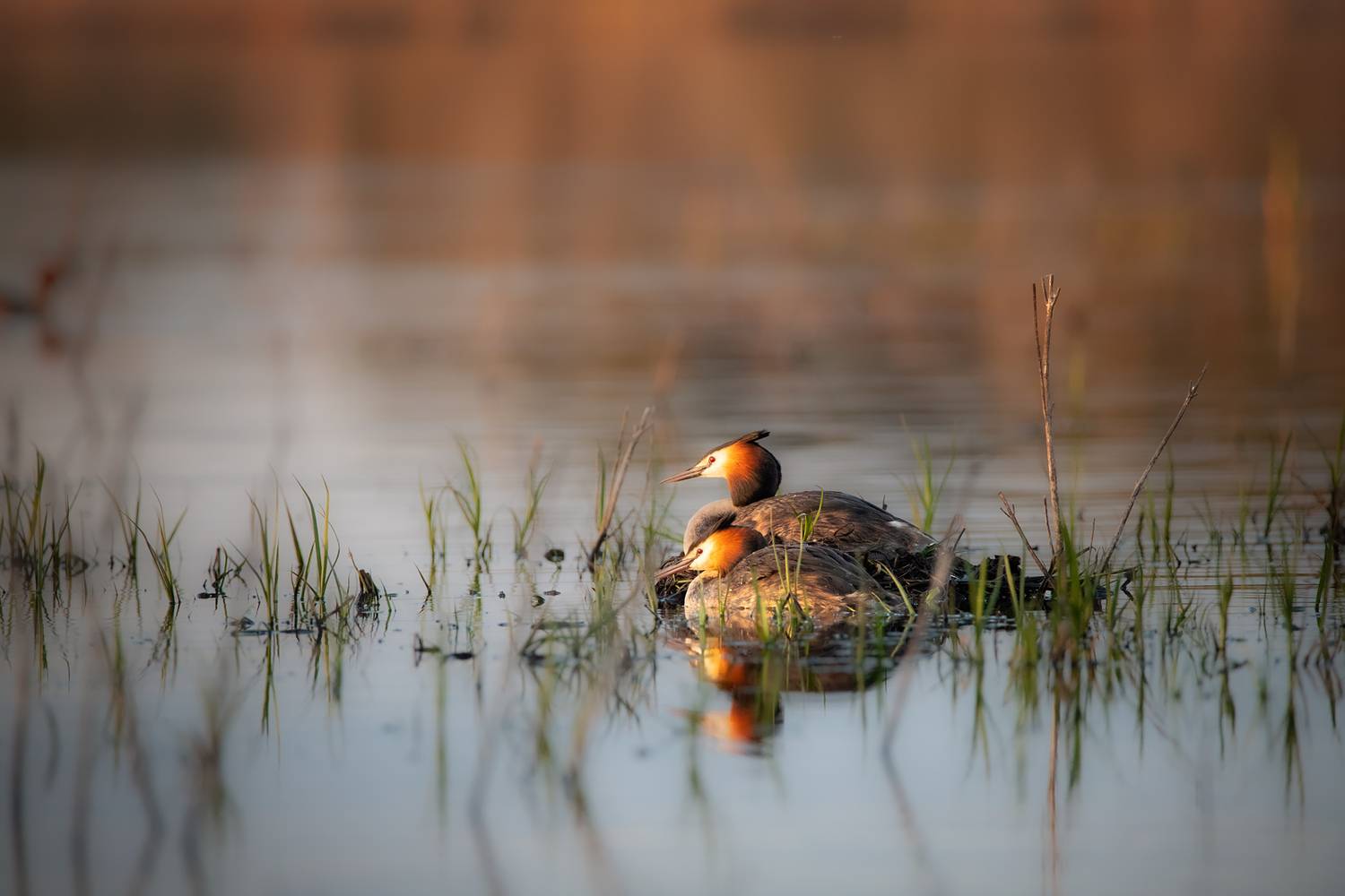 Фотография #13186953