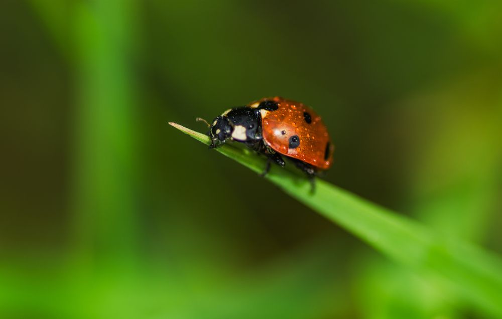 Photograph by Александра Плискова