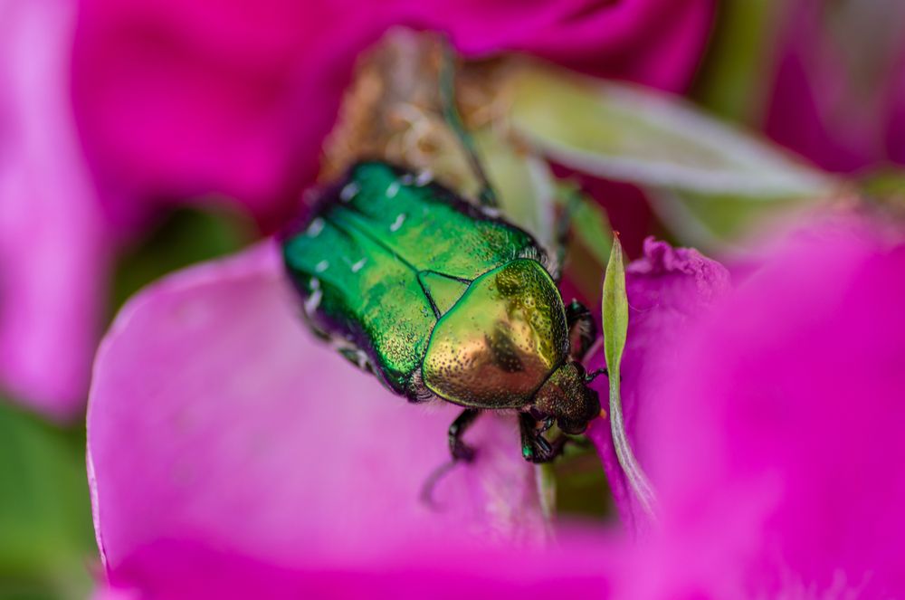 Photograph by Александра Плискова