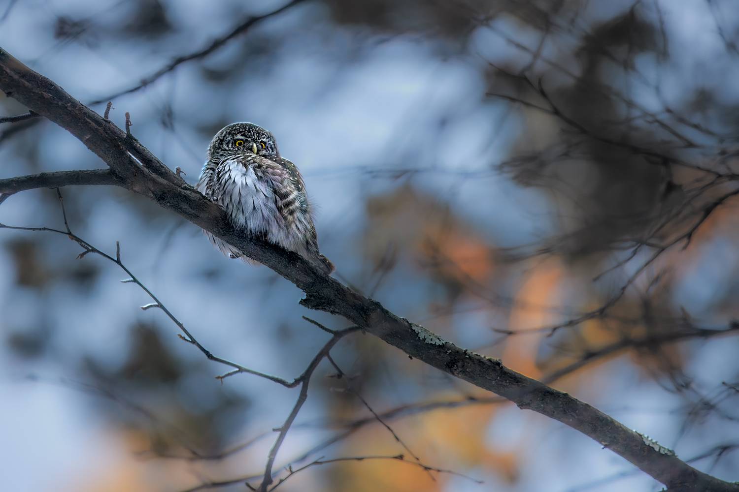 Фотография #13187035