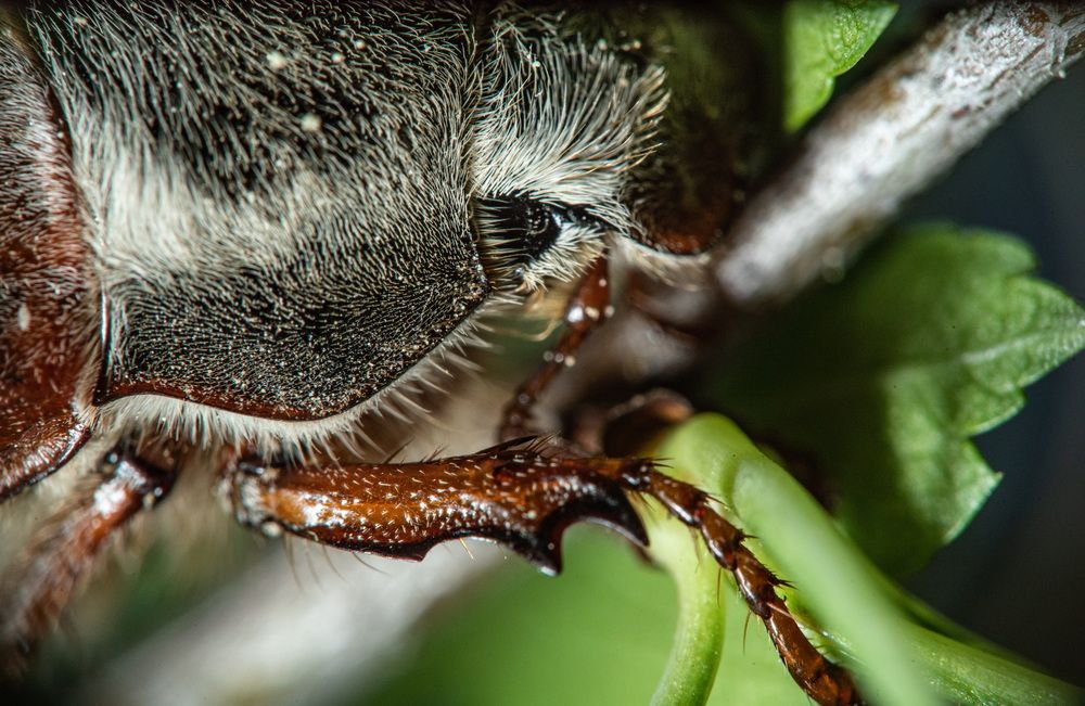 Фотография автора Aliaksandr Shautsou