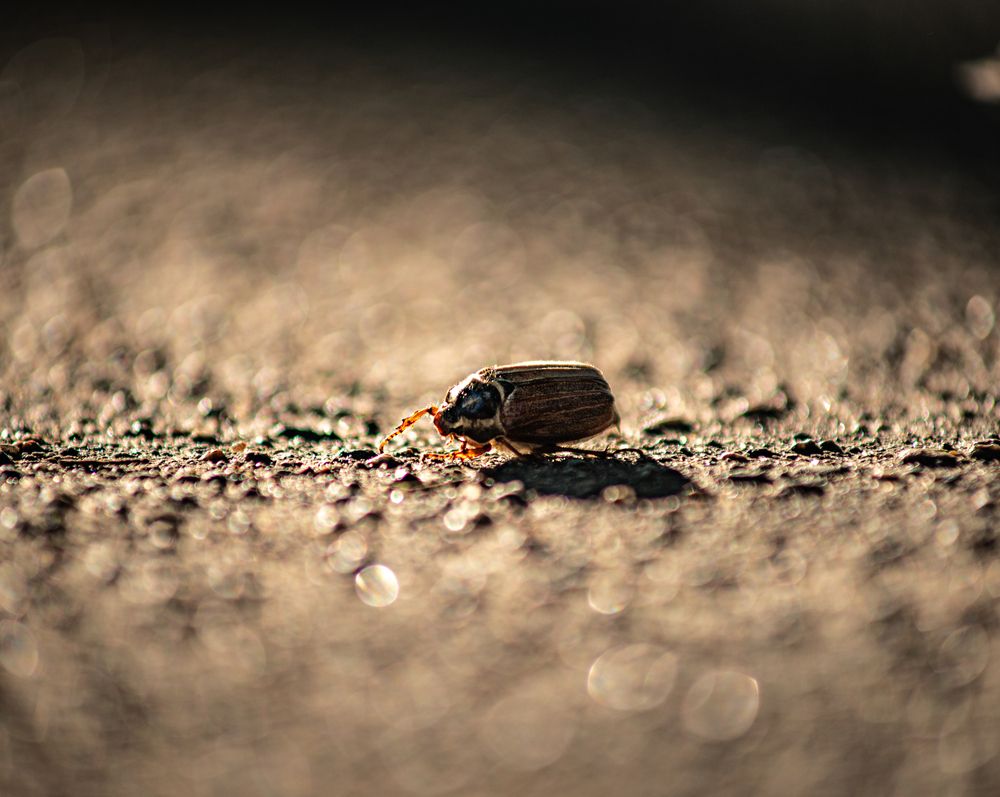 Фотография автора Aliaksandr Shautsou