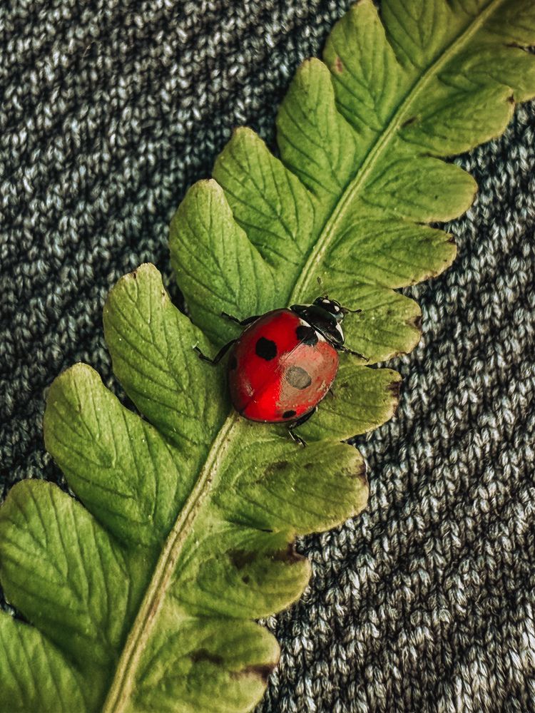 Photograph by Анна Пигулевская