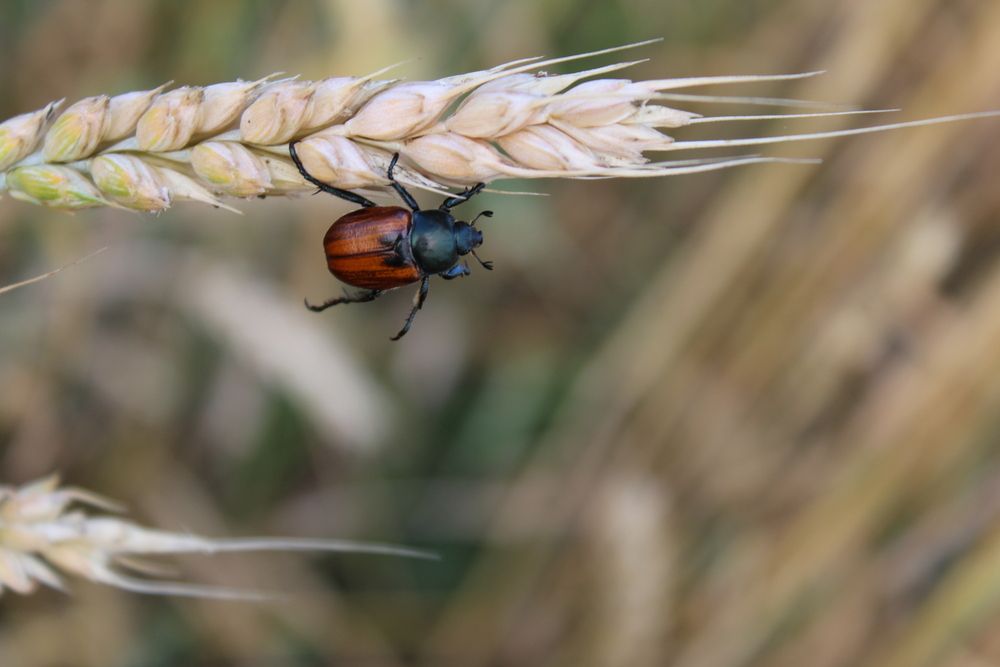 Photograph by Елена Коробченко