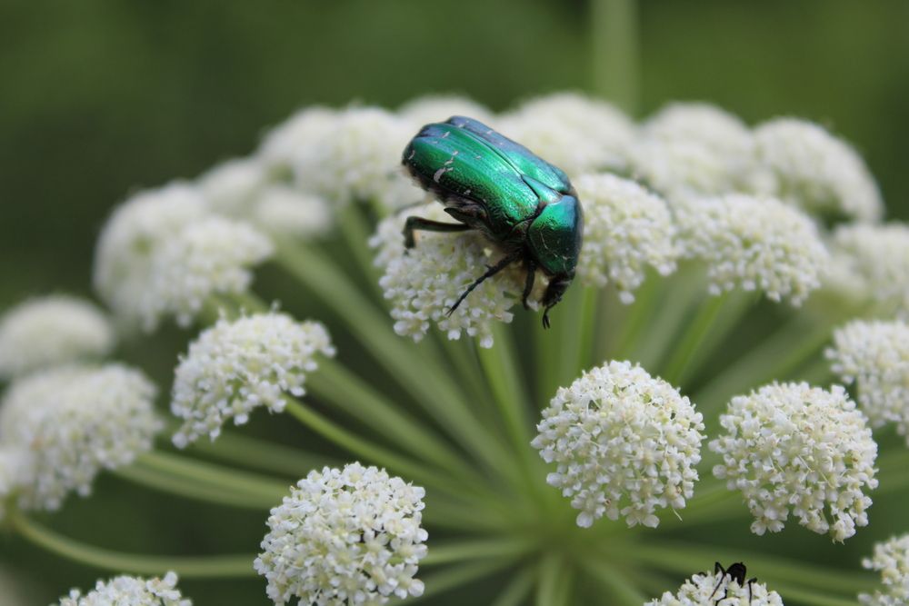 Photograph by Елена Коробченко