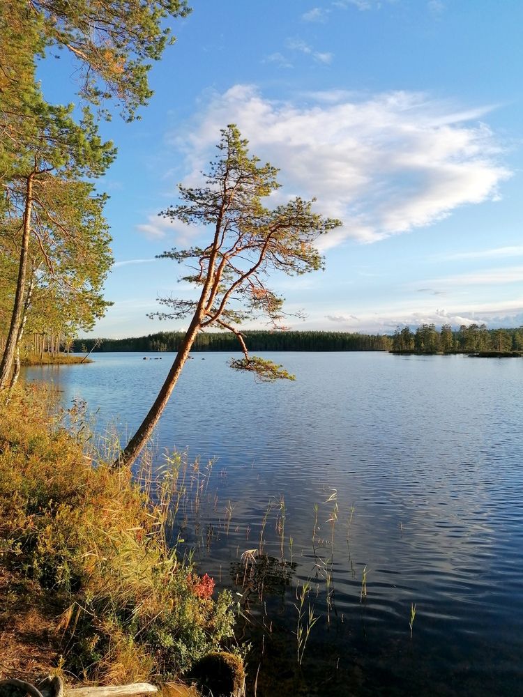 В стремлении к небу