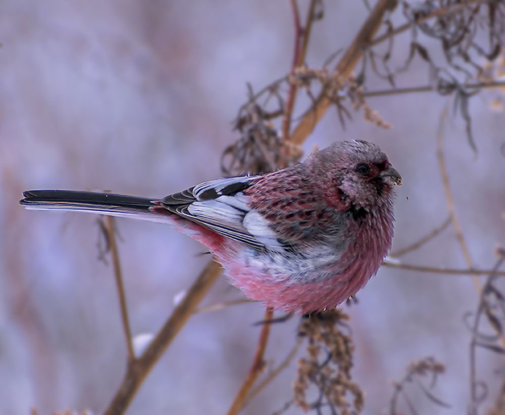 Птица певчая