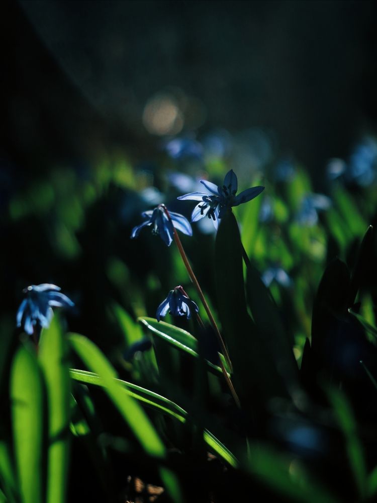 Фотография автора Анна Любимова